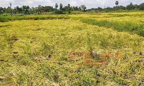 பனிப்பொழிவால் சாய்ந்த நெற்கதிர்கள்