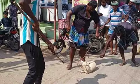 தினத்தந்தி செய்தி எதிரொலி: அரவக்குறிச்சி பகுதியில் சுற்றித்திரிந்த நாய்கள் பிடிக்கப்பட்டது