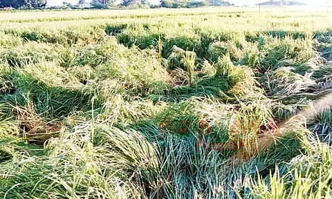 நெற்பயிர்களை சேதப்படுத்திய காட்டுப்பன்றிகள்