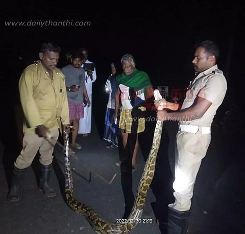 சிங்கம்புணரி அருகே மலைப்பாம்பு பிடிபட்டது