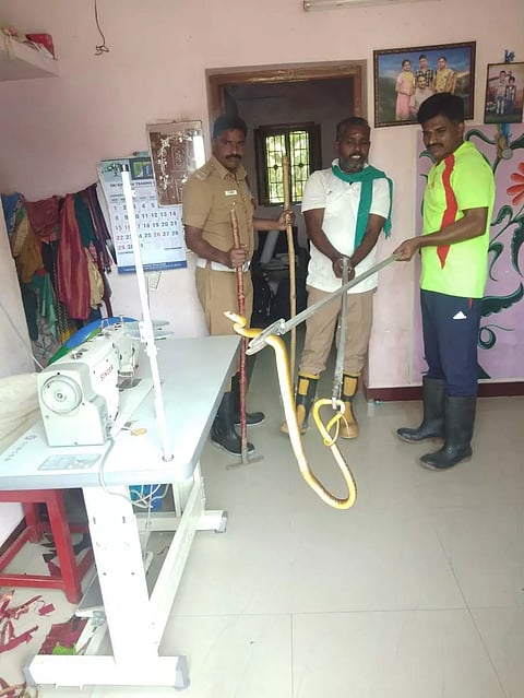 விவசாயி வீட்டுக்குள் புகுந்த பாம்பு