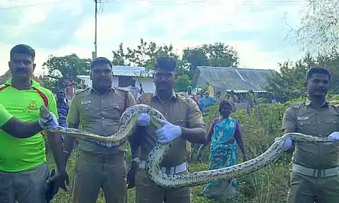 வீட்டிற்குள் புகுந்த மலைப்பாம்பு பிடிபட்டது