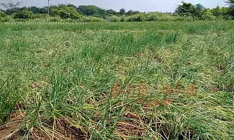 திருகல் நோயால் சின்ன வெங்காயம் விளைச்சல் பாதிப்பு