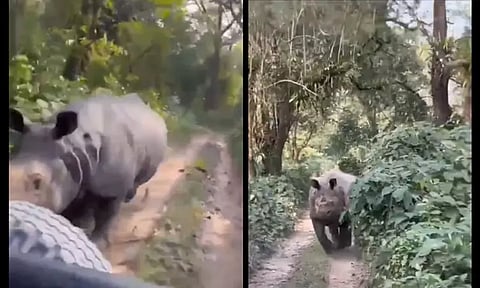 அசாம்: தேசிய பூங்காவில் சுற்றுலா பயணிகளின் வாகனத்தை துரத்திய காண்டாமிருகம் - வைரலாகும் வீடியோ