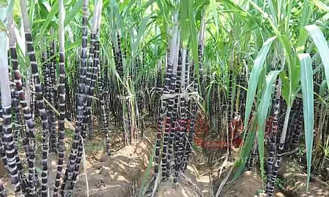 அறுவடைக்கு தயாரான செங்கரும்புகள்