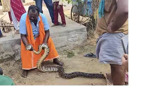 12 அடி நீளமுள்ள மலைப்பாம்பு பிடிபட்டது