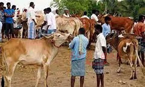 பொய்கை மாட்டுச்சந்தைக்கு மாடுகள் வரத்து அதிகரிப்பு