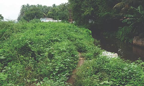 பராமரிப்பில்லாத ராஜவாய்க்கால் கரைகள்