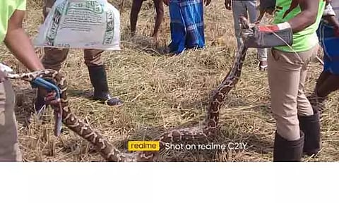 குடியிருப்பு பகுதியில் புகுந்த மலைப்பாம்பு பிடிபட்டது