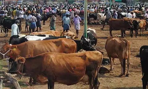 கருங்கல்பாளையம் சந்தைக்கு650 மாடுகள் விற்பனைக்கு வந்தது