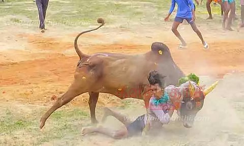திருப்பத்தூர் அருகே மஞ்சுவிரட்டு