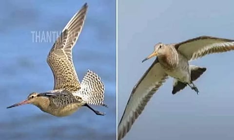 அலாஸ்காவில் இருந்து ஆஸ்திரேலியா வரை 13 ஆயிரம் கி.மீ. இடைவிடாமல் பறந்து உலக சாதனை படைத்த பறவை