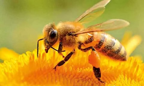 உலகில் முதன்முறையாக அமெரிக்காவில் தேனீக்களுக்கு நோய்த் தடுப்பு மருந்து