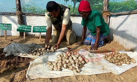 1,053 ஆலிவர்ரெட்லி ஆமை முட்டைகள் சேகரிப்பு