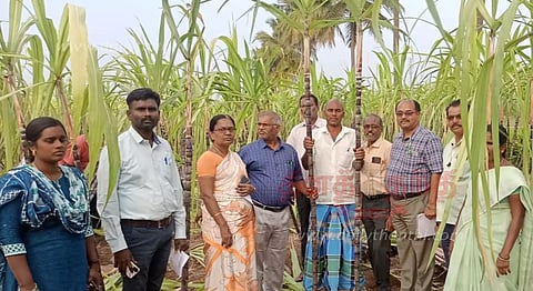 பொங்கல் கரும்பு கொள்முதல்: வேளாண்மை இணை இயக்குனர், வயல்களில் நேரில் ஆய்வு