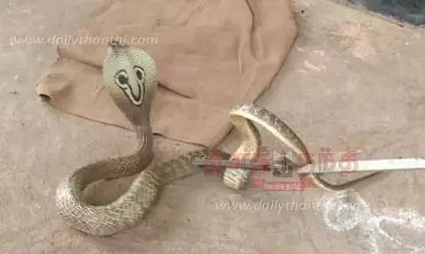 வீட்டுக்குள் நுழைந்த பாம்பு பிடிபட்டது
