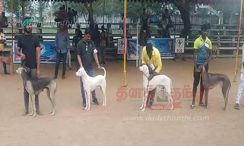 நாய்கள் கண்காட்சி