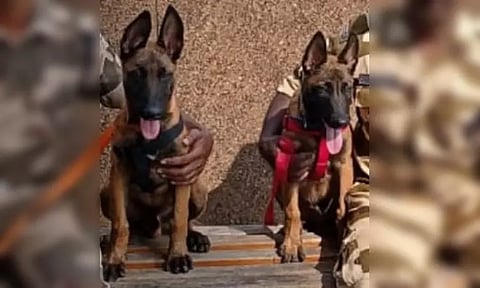 சென்னை விமான நிலையத்தில் வெடிகுண்டுகளை கண்டுபிடிக்கும் பணியில் 2 மோப்ப நாய்கள் சேர்ப்பு - கேக் வெட்டி வரவேற்ற அதிகாரிகள்