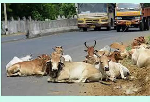 சாலைகளில் மாடுகள் சுற்றித்திரிந்தால் உரிமையாளர்கள் மீது நடவடிக்கை