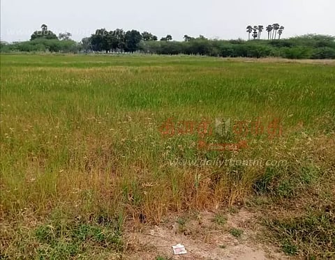 கண்மாயில் தண்ணீர் இருந்தும் கருகும் நெற்பயிர்கள்- மடைகளை சீரமைக்க விவசாயிகள் கோரிக்கை