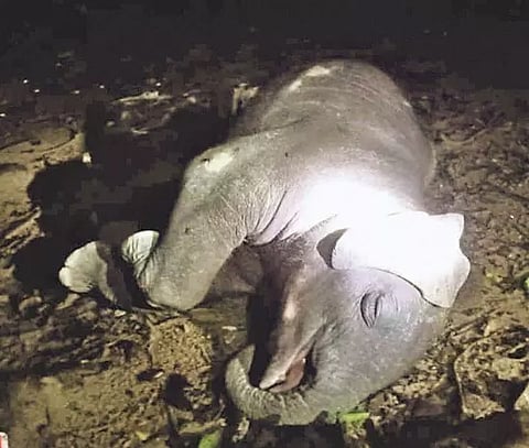 காட்டுயானை தாக்கி கும்கி படுகாயம்