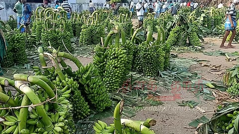 பரமத்திவேலூரில் வாழைத்தார் விலை உயர்வுவிவசாயிகள் மகிழ்ச்சி