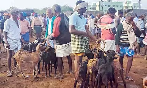 பொங்கல் பண்டிகையையொட்டி களை கட்டிய ஆட்டுச்சந்தை