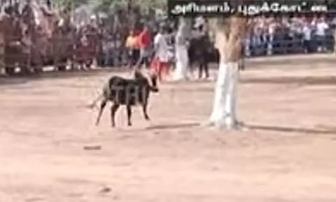 புதுக்கோட்டை: மஞ்சுவிரட்டு போட்டியில் மாடுபிடி வீரர் உயிரிழப்பு