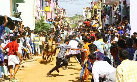 காளை விடும் விழா