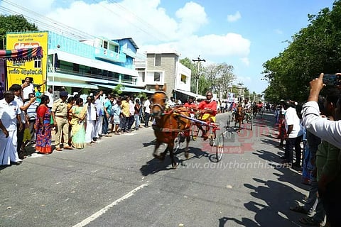 குதிரை, மாட்டு வண்டி பந்தயம்