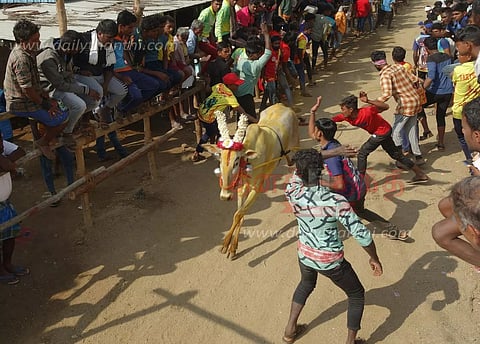 காளை விடும் திருவிழா