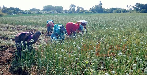 புதிய ரக சின்ன வெங்காயம் அறுவடை பணி மும்முரம்
