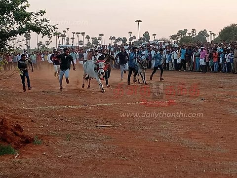 மோகனூர் பகுதியில் மாடு பூ தாண்டும் நிகழ்ச்சி