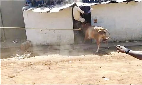 எருது விடும் விழாவில் வீட்டுக்குள் புகுந்து முட்டிய காளை