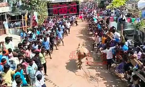 எருது விடும் திருவிழா