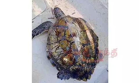 மீனவர் வலையில் சிக்கிய அரிய வகை ஆமை