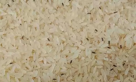 பள்ளி சத்துணவு கூடத்தில் சமைக்க வைத்திருந்த அரிசியில் புழுக்கள்