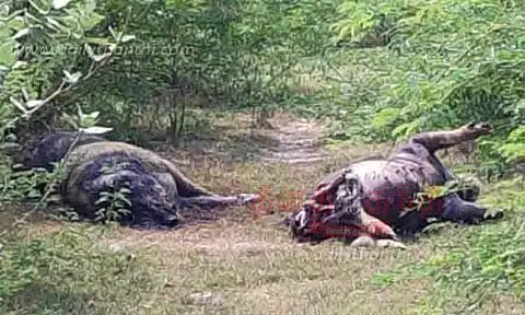 ஏரியில் செத்து கிடக்கும் பன்றிகள்