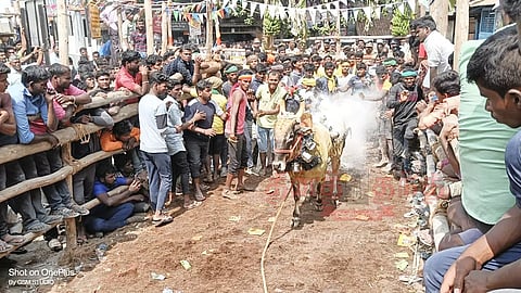 கசிநாயக்கன்பட்டி எருது விடும் விழாவில் மாடுகள் முட்டி 11 பேர் காயம்