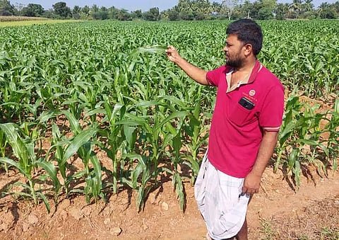 மக்காச்சோள பயிரில் படைப்புழு தாக்குதல்