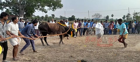 காளை விடும் விழா