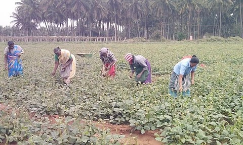 பொரியல் தட்டை அறுவடை செய்யும் பணிகள் தீவிரம்