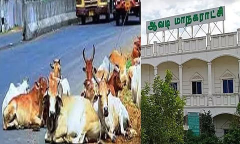 சாலையில் திரிந்த மாடுகளை பிடித்து ஏலம் விட்டதால் ஆவடி மாநகராட்சி அதிகாரிகளுடன் பொதுமக்கள் வாக்குவாதம்
