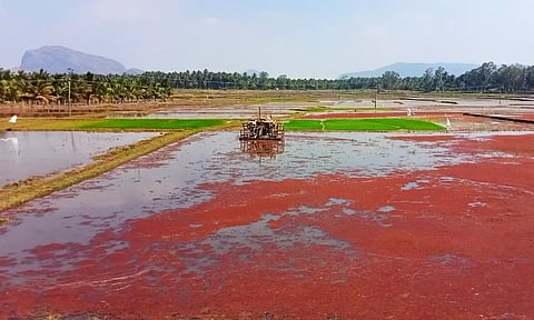 2-ம் போக நெல் சாகுபடியில் விவசாயிகள் தீவிரம்