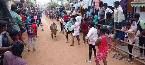 காளை விடும் விழா