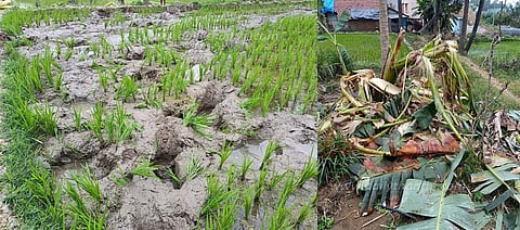 விவசாய நிலங்களில் புகுந்து யானைகள் அட்டகாசம்