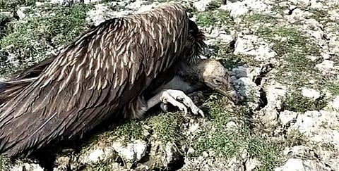 அசாமில் அழிந்து வரும் நிலையிலுள்ள 24 கழுகுகள் மர்ம மரணம்