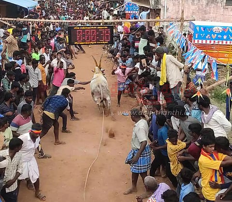 காளை விடும் திருவிழா