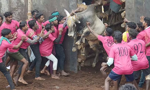 சீறிப்பாய்ந்த காளைகள் முட்டியதில் 27 பேர் படுகாயம்