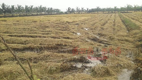 வேதாரண்யம் பகுதியில் மழை: நெல் அறுவடை பணிகள் பாதிப்பு